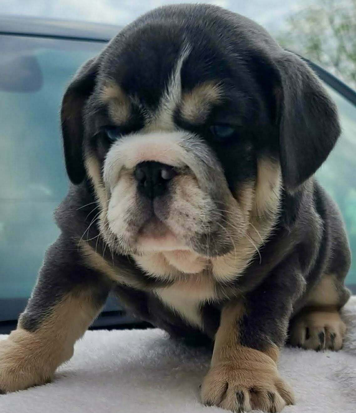 Cavalier King Charles Spaniel